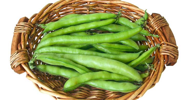 Fava (Broad) Beans with Peas