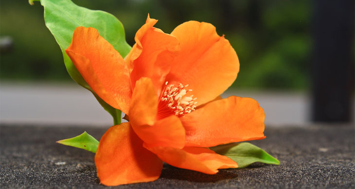 Orange Flower Water Wake-Up Juice